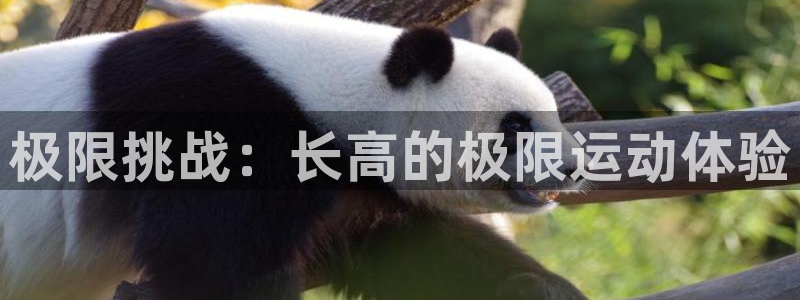 3377体育：极限挑战：长高的极限运动体验